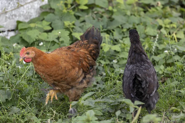 Otların Arasında Başıboş Tavuklar — Stok fotoğraf