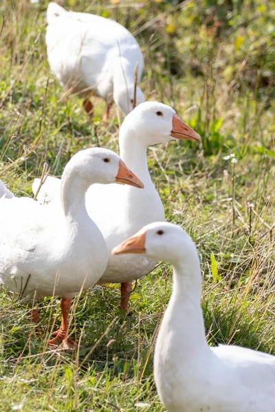 Gansos Blancos Campo — Foto de Stock