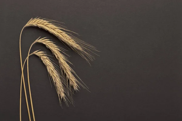 Three wheat ears on a black background. Wheat spikelets.