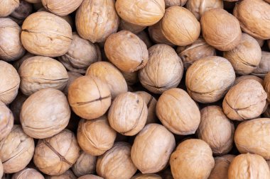 Kabuklarında taze ceviz var. Organik ceviz hasadı.