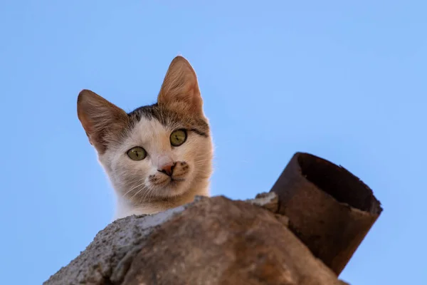 流浪猫的户外肖像 土耳其马尔丁 — 图库照片