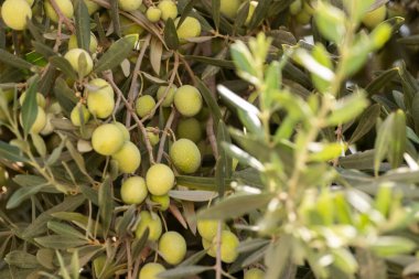 Bir zeytin ağacının dallarında yeşil zeytin. Seçici odak.