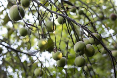 Elmalar eski bir elma ağacında yapay gübreler olmadan büyür. Organik Meyve.