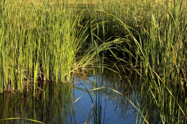 Genç yeşil kamışlarla kaplanmış bir gölet. Phragmitler.