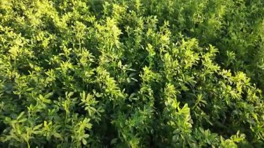 Tarlada yetişen yonca bitkilerinin yakın görüntüsü hafif bir esintide hafifçe hareket ediyor. Görüntülerde doğal doku, taze yeşillik ve sakin tarım manzarası vurgulanıyor..