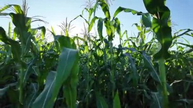 Kameralı, uzun bitkilerin arasında yana doğru hareket eden güneşli bir mısır tarlası. Güneş ışınları yeşil yaprakların ve püsküllerin arasından süzülerek canlı dokuları ve kırsal bir mısır tarlasının barışçıl atmosferini yakalar..