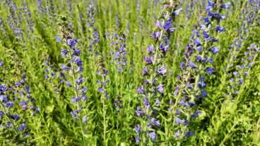 Echium vulgare çiçeklerine yakın çekim. Arılar iniyor ve aralarında uçuyor. Görüntüler tozlaşma aktivitesini, canlı mavi çiçekleri ve kırsal bir çayırdaki böceklerin doğal etkileşimini yakalıyor..