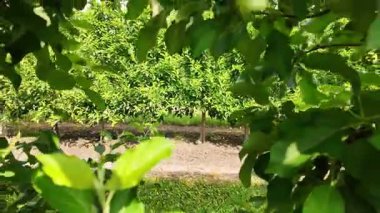 Elma Ağacı Dalları 'na yakın çekim. Yeşil Elma Ağacı Yaprağı Rüzgarda Sallanıyor