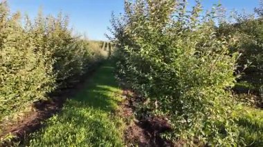 Ufuk çizgisine doğru uzanan uzun sıra ağaçlarla dolu büyük bir elma bahçesi. Kamera soldan sağa hareket ediyor, derinliği, ölçeği ve ekili arazinin yapısal düzenini vurguluyor..