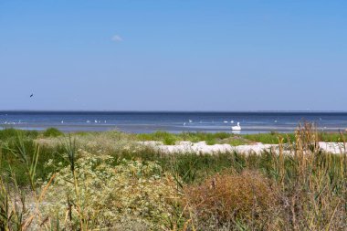 Tuzly Amazonia lagünlerinde dinlenen kuşlar Ukrayna 'daki Tuzly Ulusal Doğa Parkının bir parçasıdır.