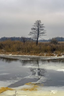 Nehirde yansıyan ağaç, kış.