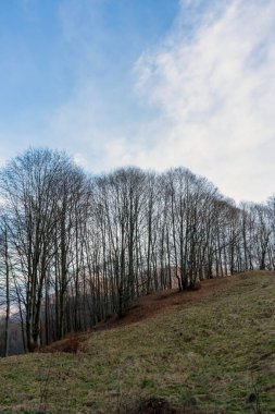 Karpatya dağlarında günbatımı sonbahar ormanı