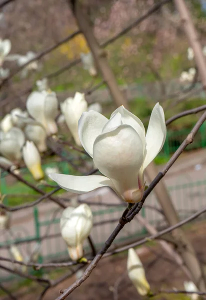 Floraison Fleurs Magnolia Printemps — Photo