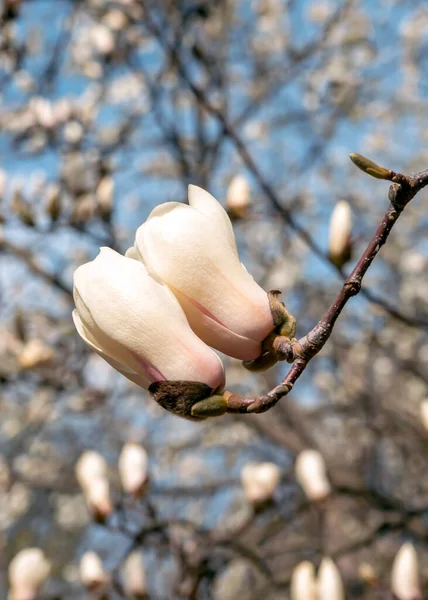 Kwiat Magnolii Kwiaty Wiosną — Zdjęcie stockowe