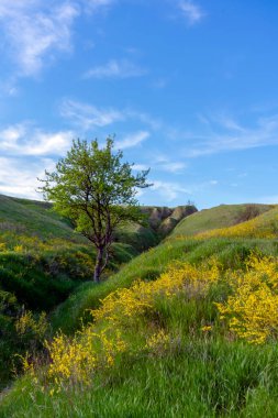 Baharda Vasylkiv, Ukrayna yakınlarında yeşil yamaçlar