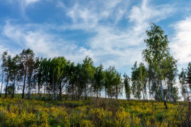Baharda Vasylkiv, Ukrayna yakınlarında yeşil yamaçlar