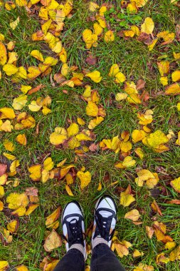Altın sarısı yapraklar Ukrayna 'nın Kyiv kentindeki parkı kaplıyor, sonbahar ışığı altında yavaşça parlıyor ve huzurlu, peri masalı gibi bir atmosfer yaratıyor..