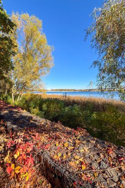 Altın sarısı yapraklar Ukrayna 'nın Kyiv kentindeki parkı kaplıyor, sonbahar ışığı altında yavaşça parlıyor ve huzurlu, peri masalı gibi bir atmosfer yaratıyor..