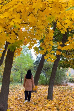 KYIV, UKRAINE - 13 Ekim 2025: Kyiv, Ukrayna 'da altın sarısı yapraklar üzerinde yürüyen kız