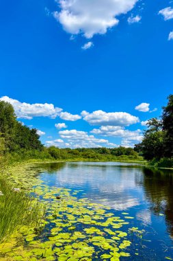 Yemyeşil çimenler ve canlı kır çiçekleri Ukrayna 'nın Poltava bölgesindeki Sula Nehri kıyıları boyunca güzel bir şekilde çiçek açarlar..