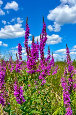 Yemyeşil çimenler ve canlı kır çiçekleri Ukrayna 'nın Poltava bölgesindeki Sula Nehri kıyıları boyunca güzel bir şekilde çiçek açarlar..
