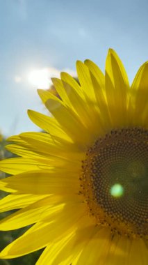 Altın güneş ışığı çiçek açan bir ayçiçeğinin üzerinde ışıldıyor, parlak sarı yapraklarını vurguluyor..