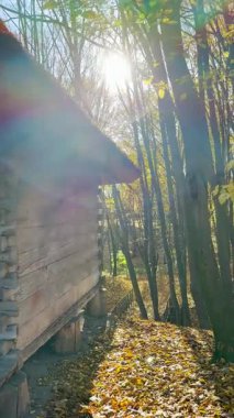 Altın sonbahar renkleri, Ukrayna 'daki eski ahşap evler ve antik kiliseler arasında kırsal bölgeyi aydınlatarak sıcak bir nostaljik atmosfer yaratıyor..