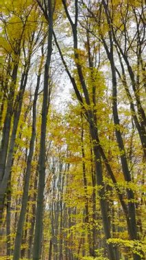 Canlı sonbahar renkleri Ukrayna 'nın NUBiP botanik bahçesini doldurarak, öğleden sonra yürüyüşü için huzurlu ve pitoresk bir ortam yaratıyor..
