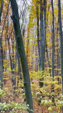 Canlı sonbahar renkleri Ukrayna 'nın NUBiP botanik bahçesini doldurarak, öğleden sonra yürüyüşü için huzurlu ve pitoresk bir ortam yaratıyor..