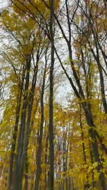 Canlı sonbahar renkleri Ukrayna 'nın NUBiP botanik bahçesini doldurarak, öğleden sonra yürüyüşü için huzurlu ve pitoresk bir ortam yaratıyor..