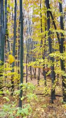 Canlı sonbahar renkleri Ukrayna 'nın NUBiP botanik bahçesini doldurarak, öğleden sonra yürüyüşü için huzurlu ve pitoresk bir ortam yaratıyor..