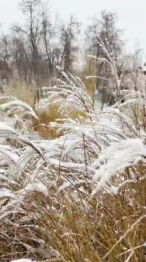İlk kar, Ukrayna 'nın başkenti Kyiv' de sakin bir kış atmosferi yaratan bir şehir parkındaki ağaçlar ve çalılar örtüyor..