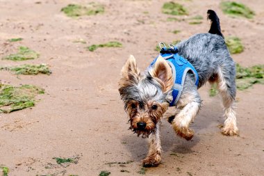 Şirin köpek York. Yorkshire Teriyerinin hüzünlü karakteri