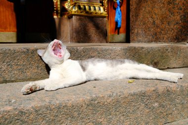 Kedi ağzını açtı. Beyaz göğüslü gri bir kedi Budist halk tapınağının merdivenlerinde..