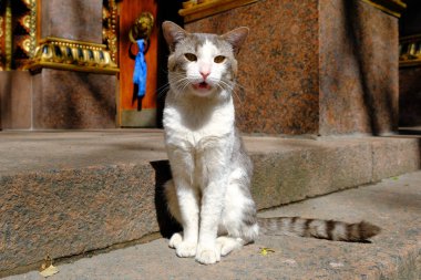 Beyaz göğüslü gri bir kedi Budist halk tapınağının merdivenlerinde..