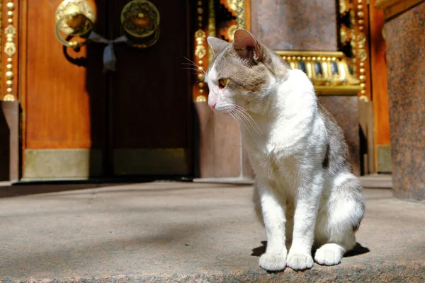 O gato olha em volta. Um gato cinza com um peito branco nos degraus de um templo comunitário budista. — Fotografia de Stock