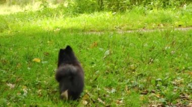 Siyah bir Pomeranya köpeği çimlerin üzerinde koşuyor sonbahar yapraklarını saçıyor..