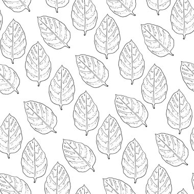 Yapraklardan kusursuz desen. Beyaz arka plan. El çizimi. Vektör illüstrasyonu.