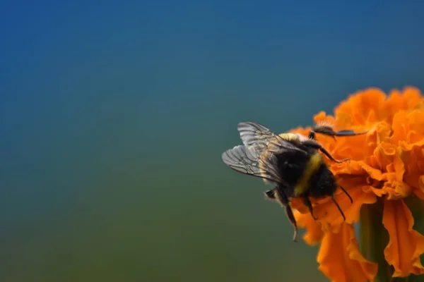 Beautiful Shaggy Bee Pollinates Flower — Stock Photo, Image