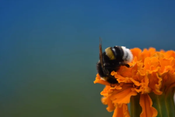 Schöne Struppige Biene Bestäubt Blüte — Stockfoto