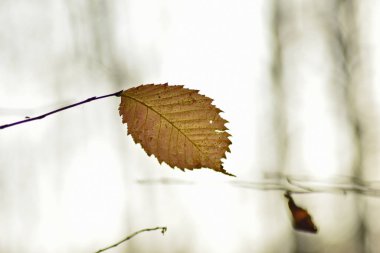 Güzel sonbahar ormanı gün batımında
