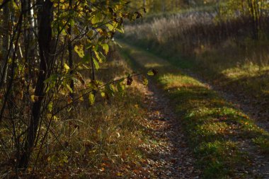 Güzel sonbahar ormanı gün batımında
