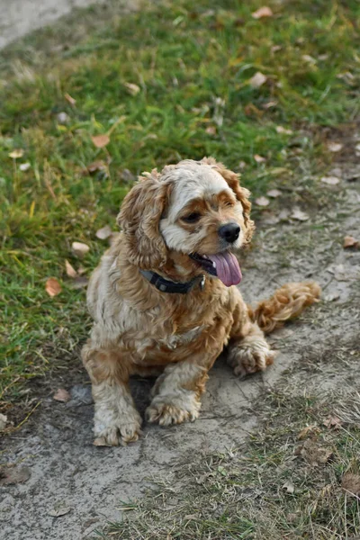 Pies Cocker Spaniel Lesie — Zdjęcie stockowe