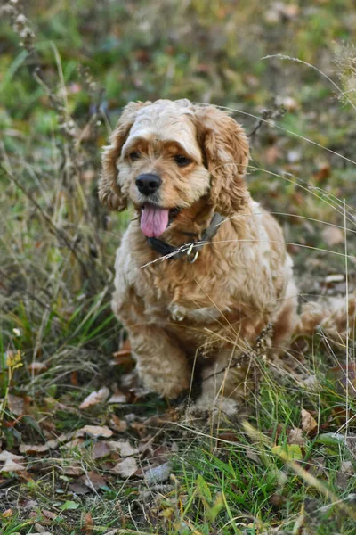 Cão Cocker Spaniel Floresta — Fotografia de Stock