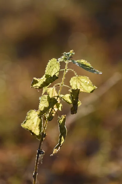 Schöner Herbstwald Bei Sonnenuntergang — Stockfoto