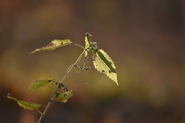 Güzel Sonbahar Ormanı Gün Batımında — Stok fotoğraf