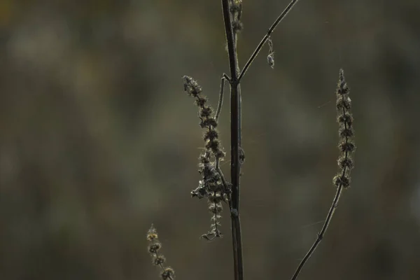 Güzel Sonbahar Ormanı Gün Batımında — Stok fotoğraf