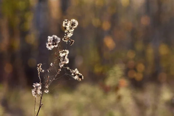 Bella Foresta Autunnale Tramonto — Foto Stock