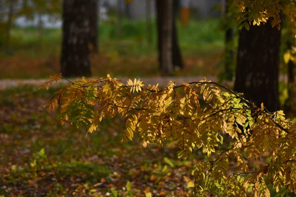 Hermoso Bosque Otoño Atardecer — Foto de Stock