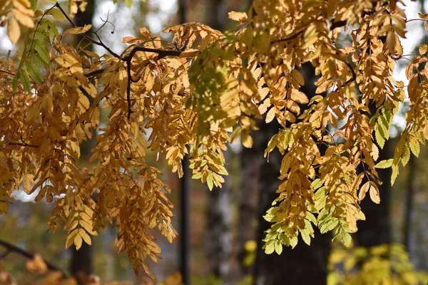 Hermoso Bosque Otoño Atardecer — Foto de Stock